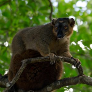 Madagascar_1104-222-1.jpg