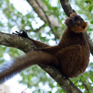 Madagascar_1104-223-1.jpg