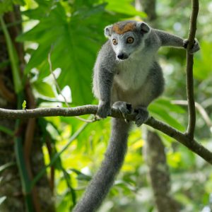 Madagascar_1104-224-1.jpg