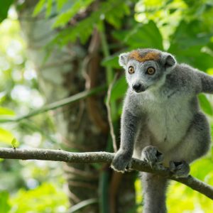 Madagascar_1104-225-1.jpg