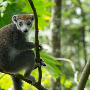 Madagascar_1104-226-1.jpg