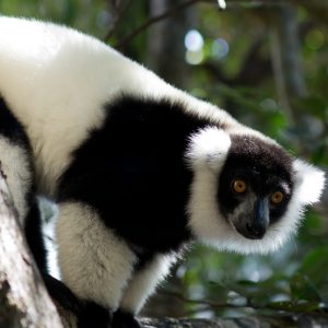 Madagascar_1104-229-1.jpg