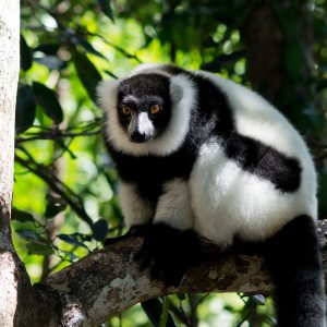 Madagascar_1104-230-1.jpg