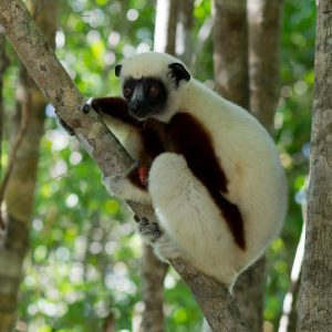 Madagascar_1104-231-1.jpg