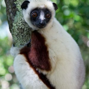 Madagascar_1104-232-1.jpg