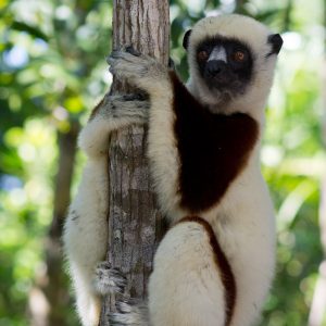 Madagascar_1104-233-1.jpg