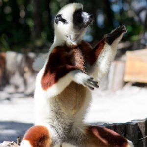 Madagascar_1104-234-1.jpg