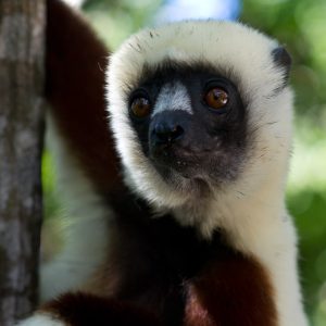 Madagascar_1104-235-1.jpg
