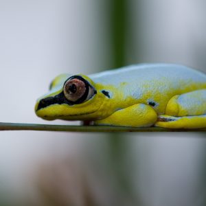 Madagascar_1104-236-1.jpg