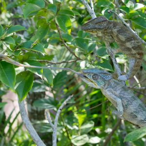 Madagascar_1104-287-1.jpg