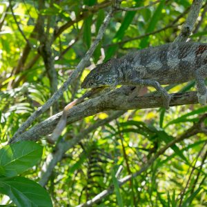 Madagascar_1104-290-1.jpg